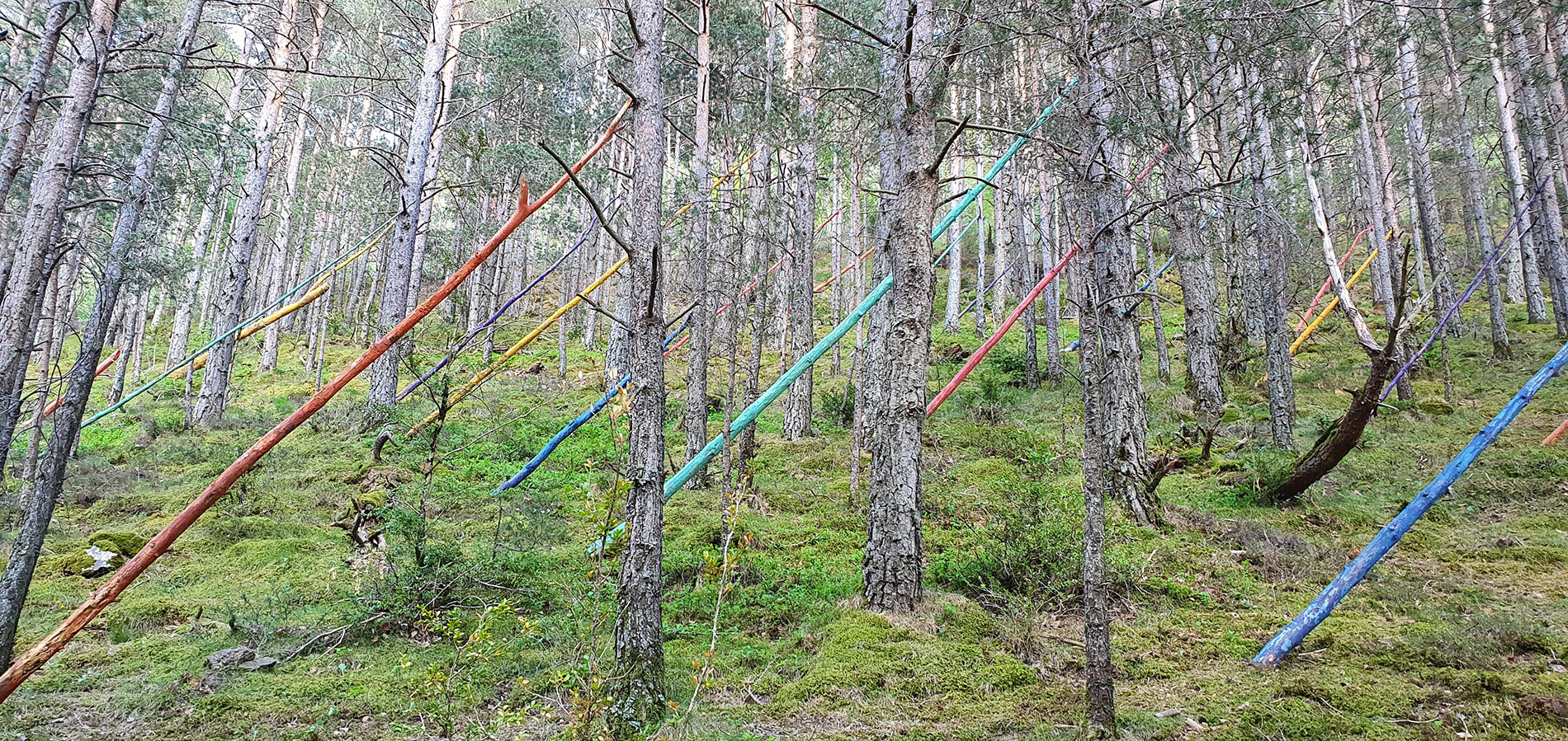 Instal·lació artística al bosc